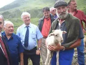 Sénat filière ovine