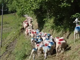 Transhumance Estaing