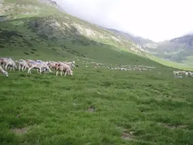 Transhumance Estaing