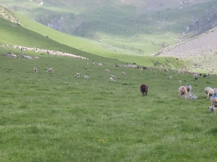 Transhumance Estaing