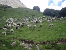 Transhumance Estaing