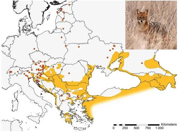 chacal-doré-en-Europe-LCIE