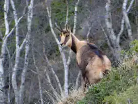 Isard Photo Robert Laffitte