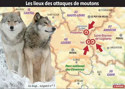 Attaques-Loups-sur-Moutons