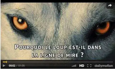 Loup en ligne de mire