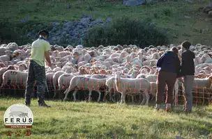 Loups écologistes