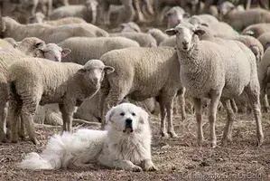 Loups écologistes