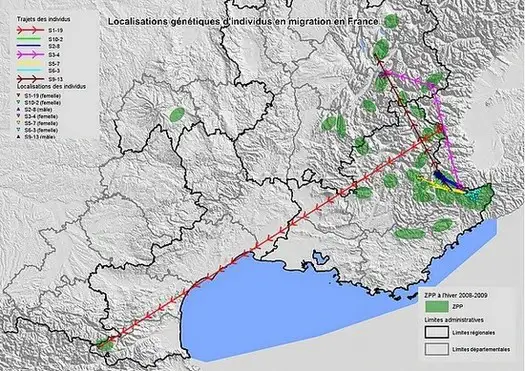 Loup-Exemples-migrations-Alpes-Pyrenees