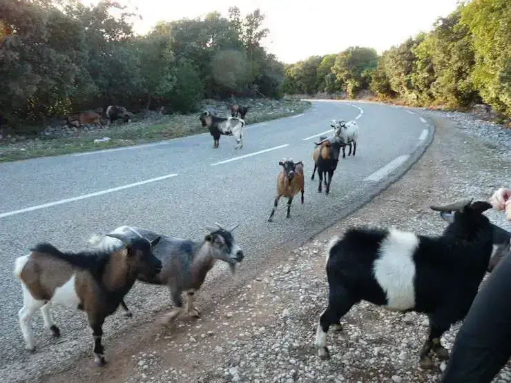 Chèvre Ardèche