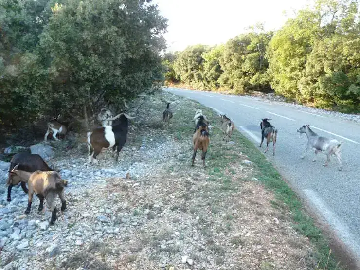 Chèvre Ardèche