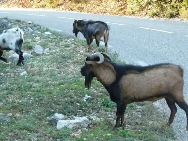 Chèvre Ardèche