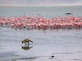 Chacal-dore-flamands-roses