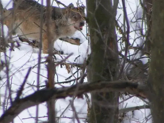 loups dans les Alpes - 2013