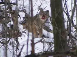 loups dans les Alpes - 2013