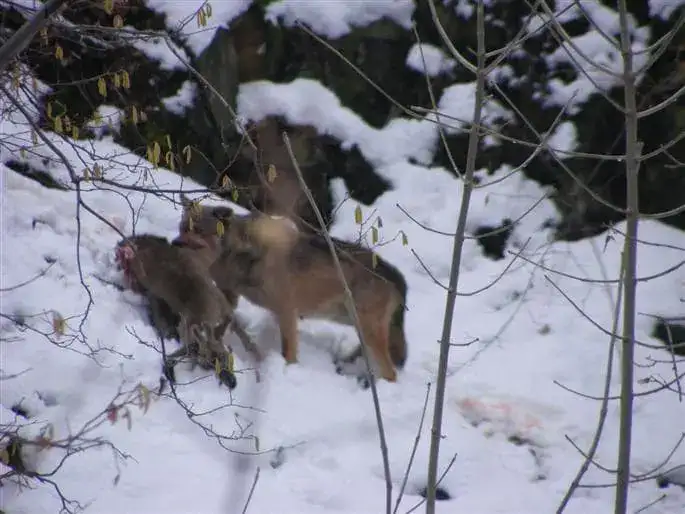 loups dans les Alpes - 2013