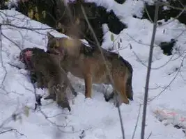 loups dans les Alpes - 2013