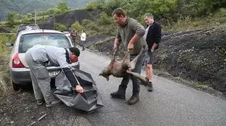 Louve tuée Drôme