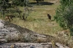 loup vu en Cerdagne