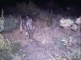 loup vu en Cerdagne