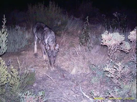 loup vu en Cerdagne