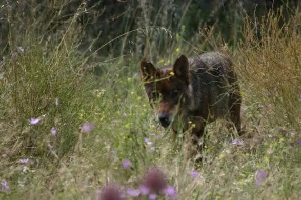 loup vu en Cerdagne