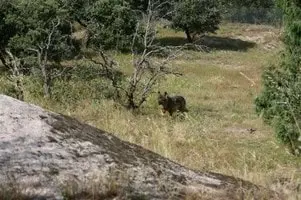 loup vu en Cerdagne