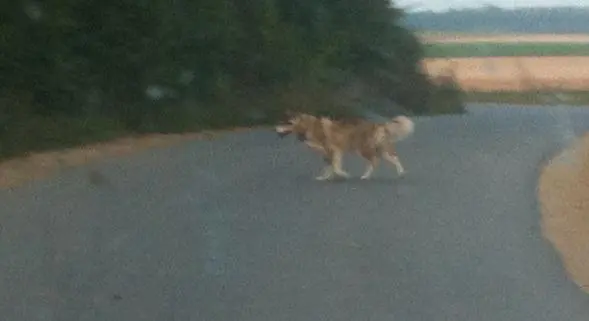 Loup-Chien-Ardennes