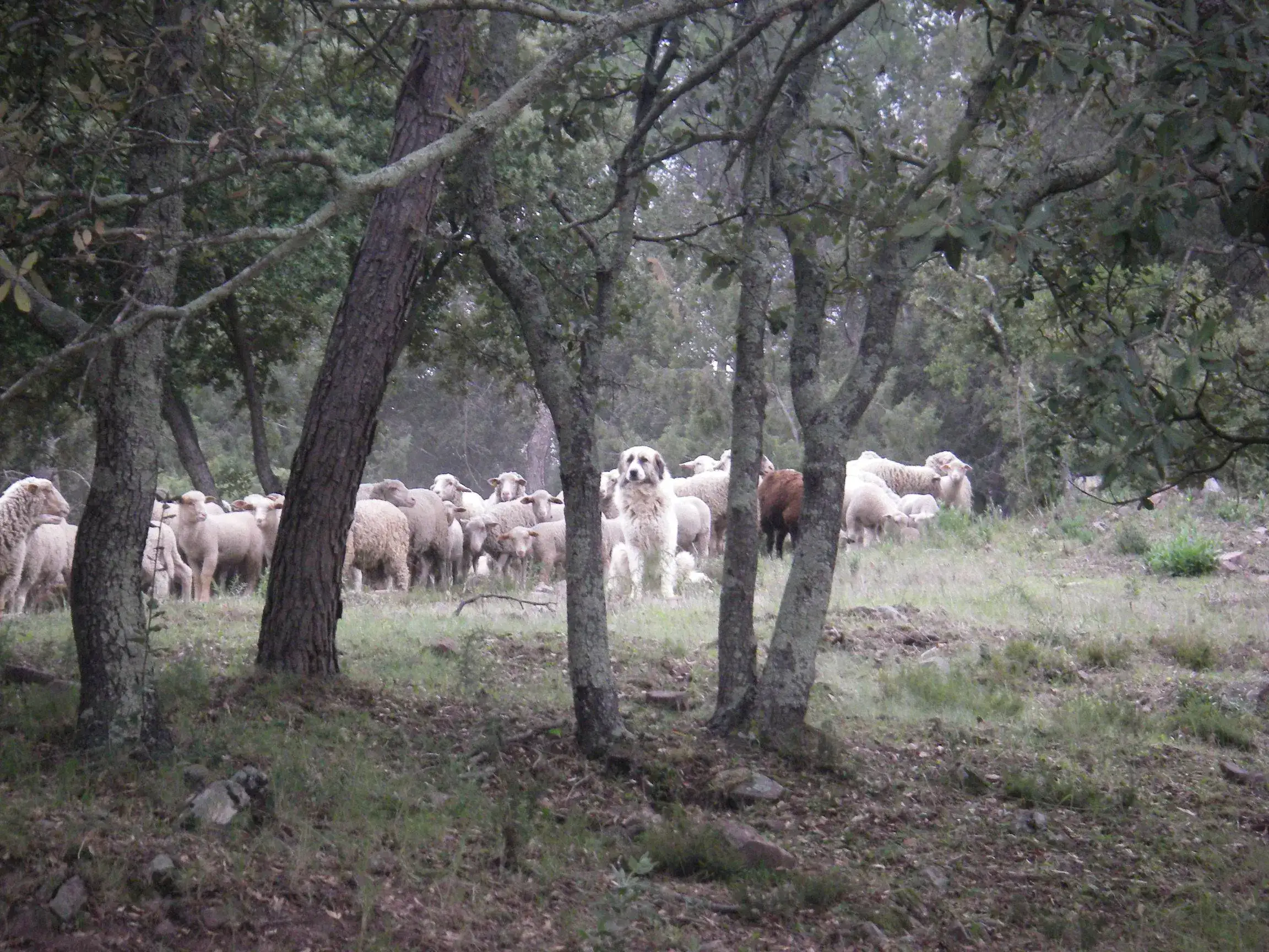 Cloture-Regroupement-Chien-Troupeau