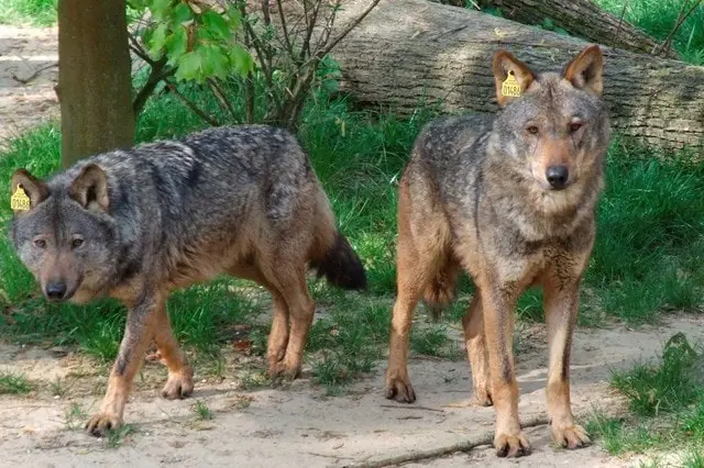 Trafic loup Espagne 2016