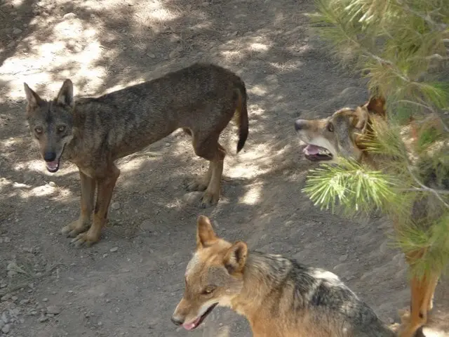 Trafic loup Espagne 2016