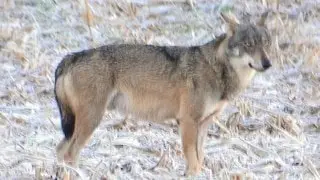 Loup-JF.Langlois