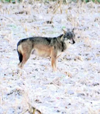 Loup-JF.Langlois