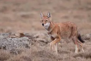 Loups-Ethiopie-Abyssinie