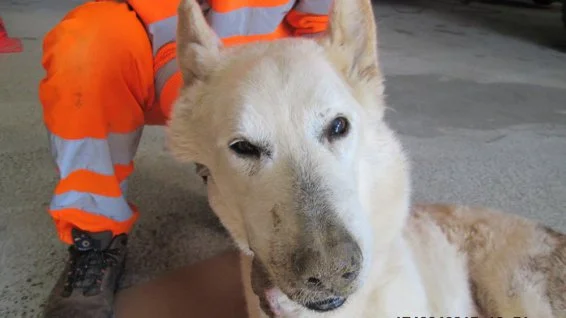 chien-Loup-Aveyron