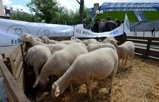 Manifestation a Paris contre le Loup en 2013