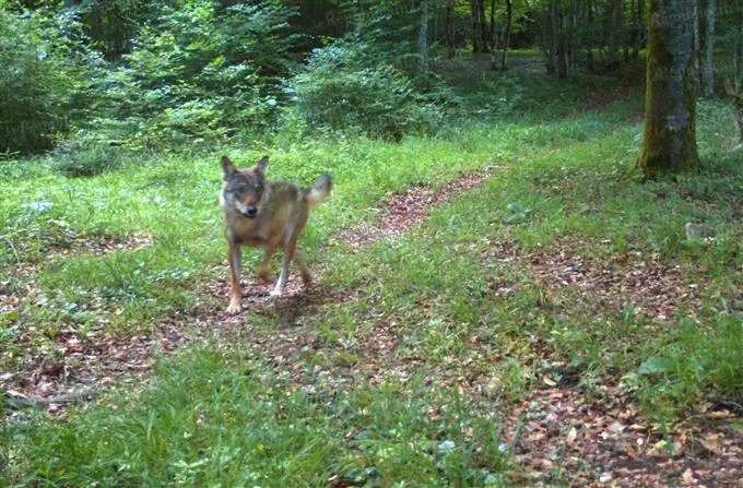 Plaine-Vosges-mai-juin-201