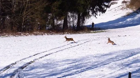 Loups Savoie 2015