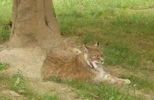 Lynx