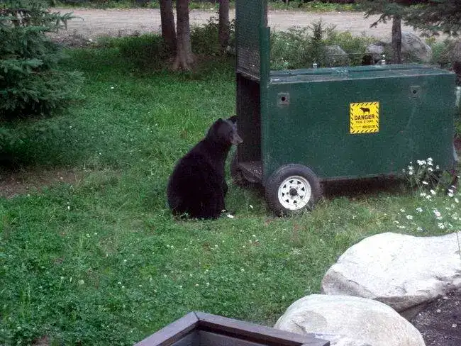 Canada, capture d'ours