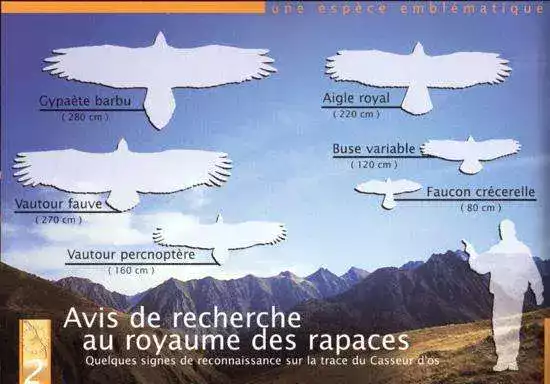 Types-de-rapaces