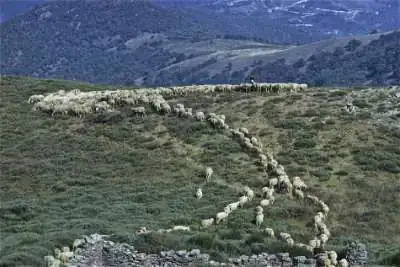 Col_de_Salides_Lozere-A.M.Brisebarre