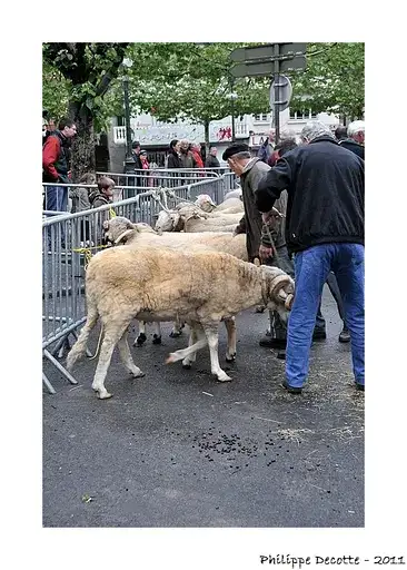 Fête Bélier Argeles