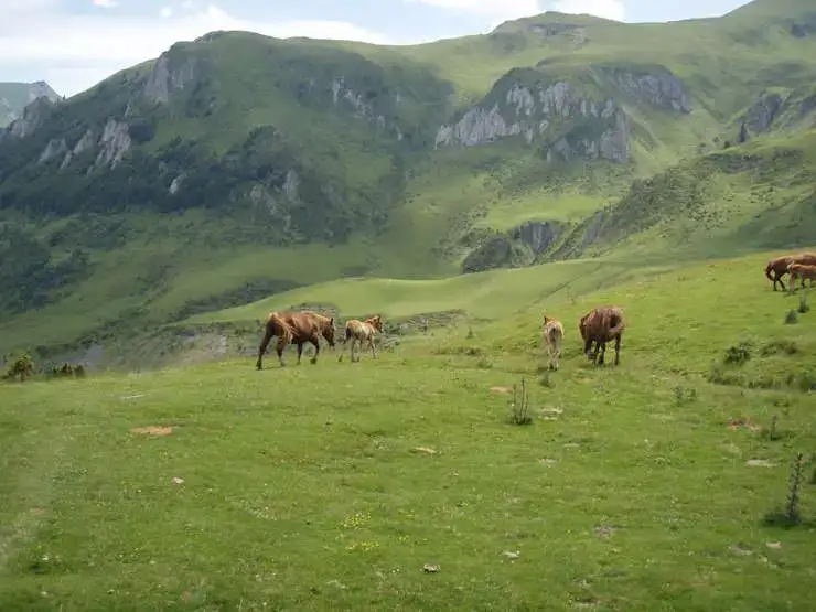 Fromages du Val Azun