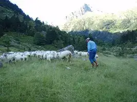 Fromages du Val Azun