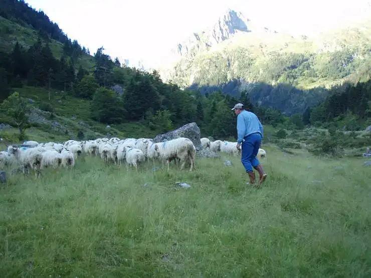 Fromages du Val Azun