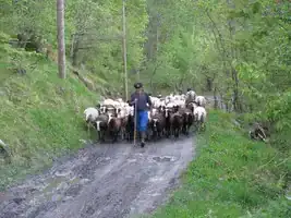 Transhumance Crampe