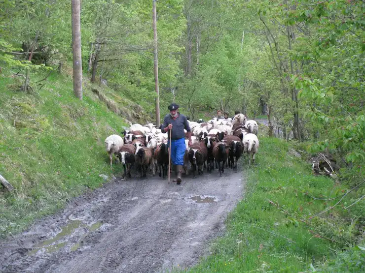 Transhumance Crampe