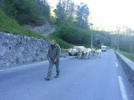 Transhumance Crampe