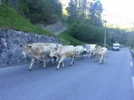 Transhumance Crampe