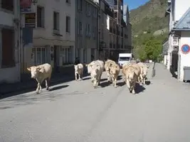 Transhumance Crampe